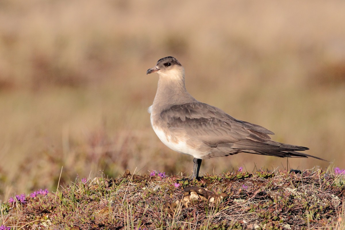 Parasitic Jaeger - ML538411771