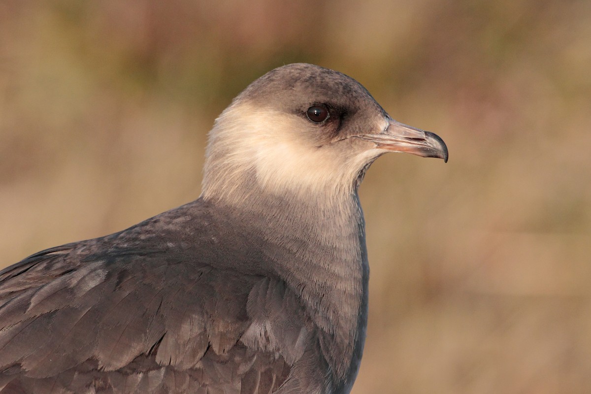 Parasitic Jaeger - ML538411951