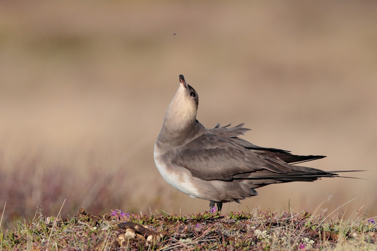 Parasitic Jaeger - ML538412111