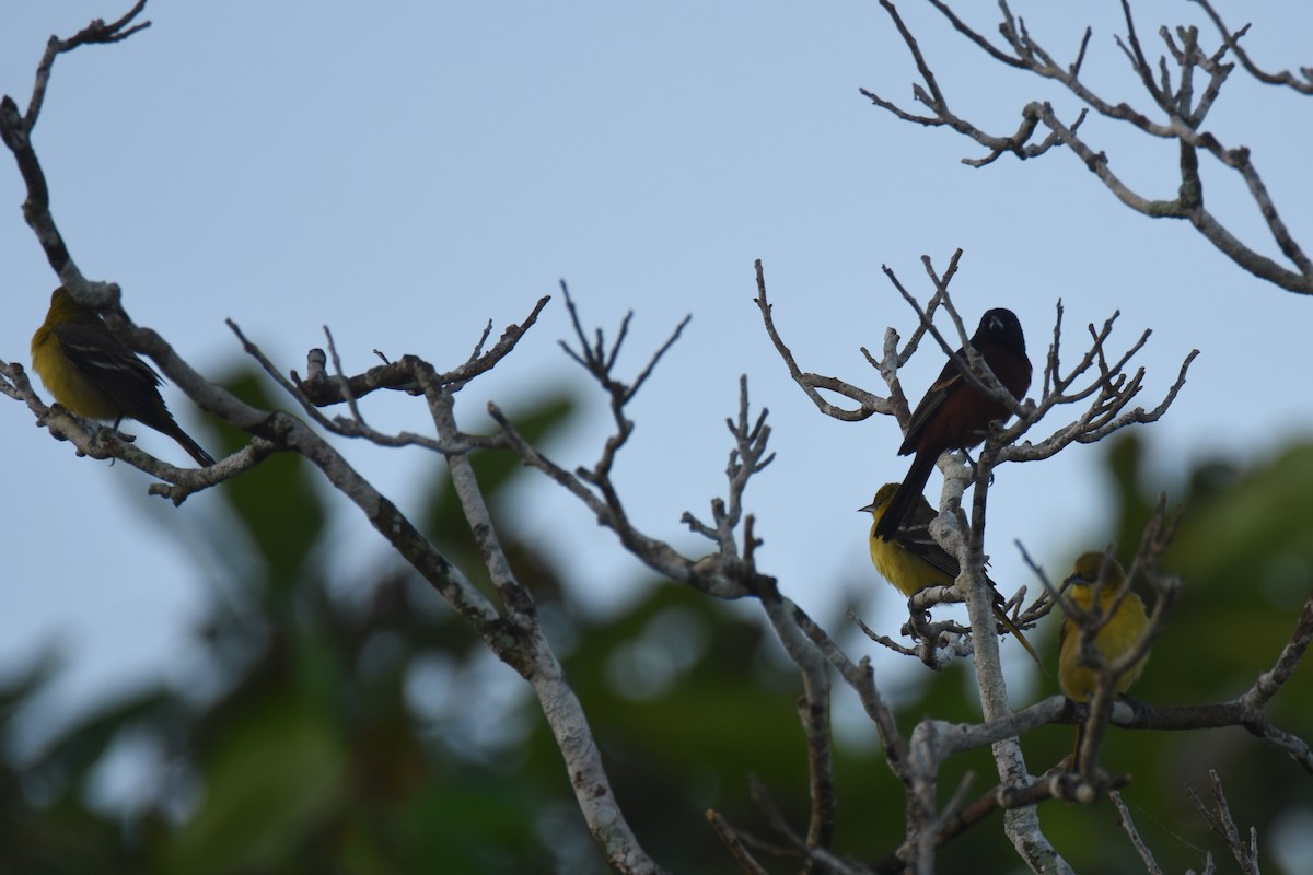 Orchard Oriole (Orchard) - ML538412151
