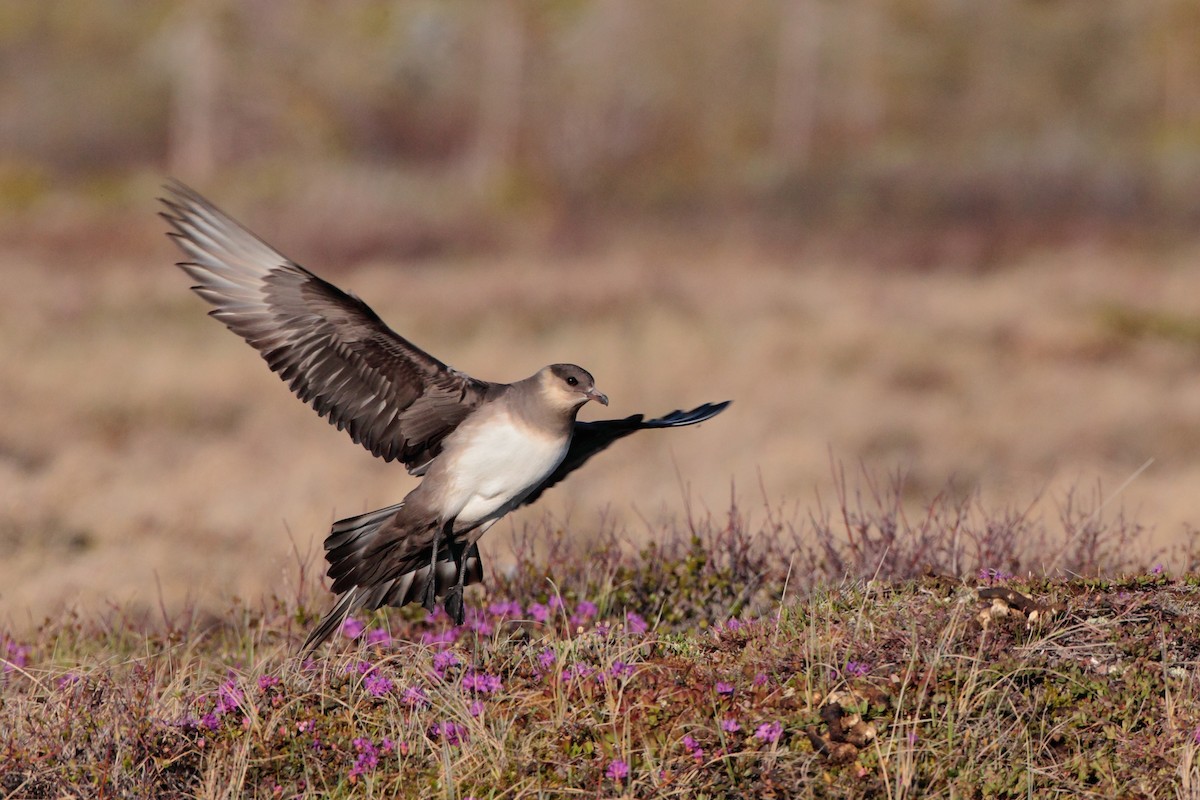 Parasitic Jaeger - ML538412371