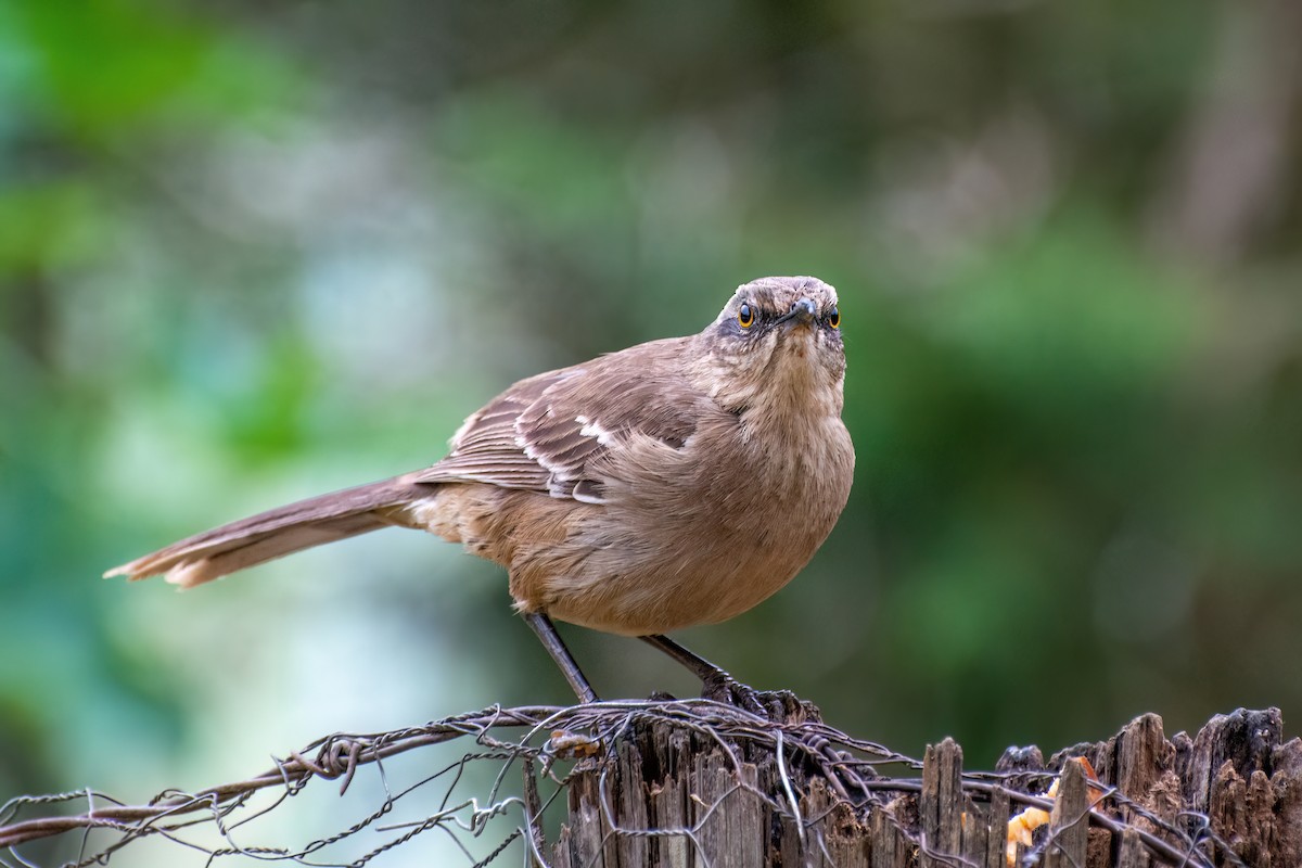 Chalk-browed Mockingbird - ML538412581