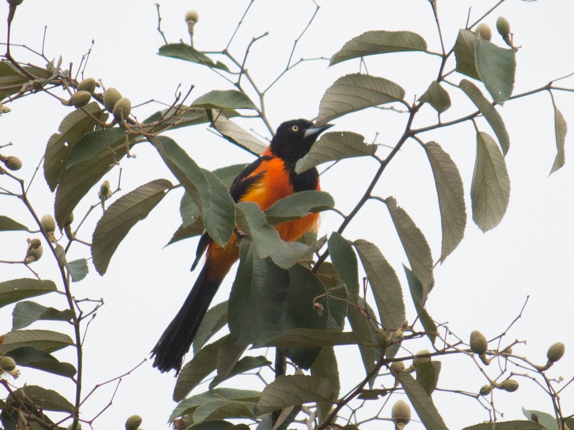 Oriole des campos - ML538413481