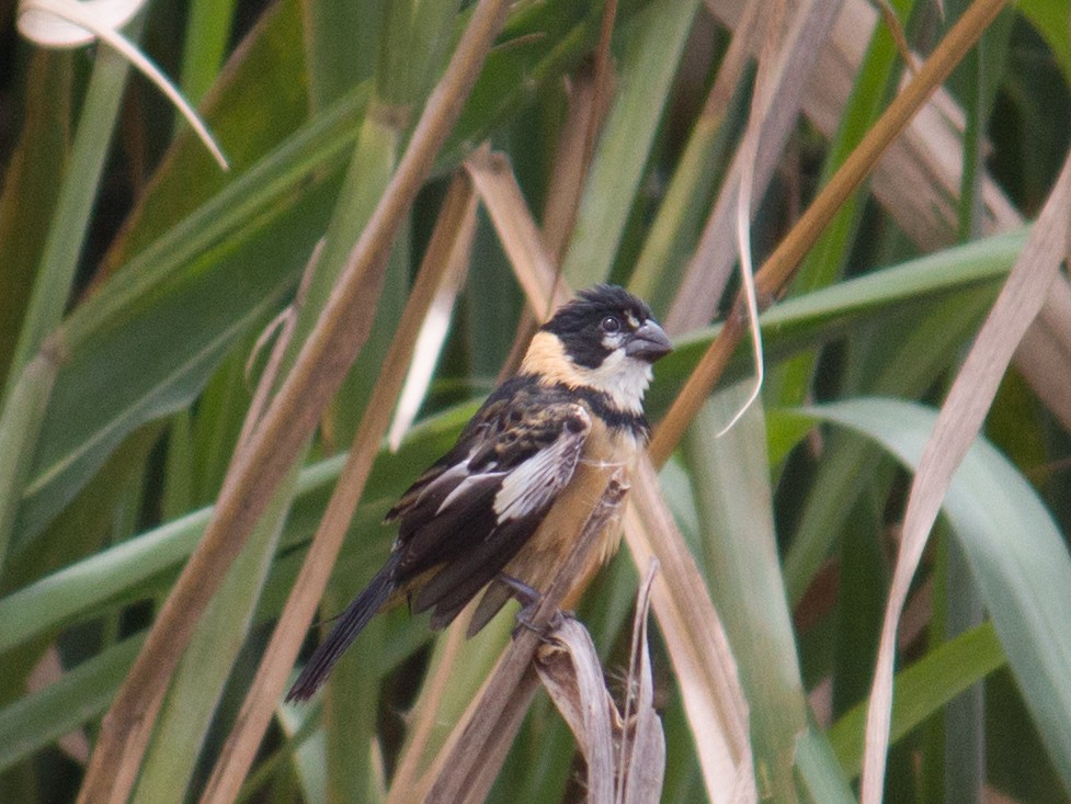 Rusty-collared Seedeater - ML538413761