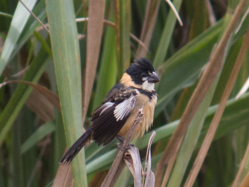 Rusty-collared Seedeater - ML538413771