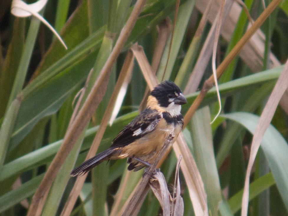 Rusty-collared Seedeater - ML538413781