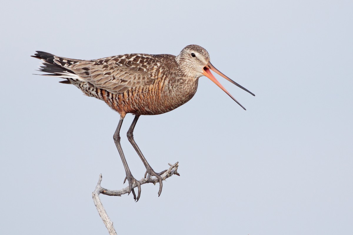 Hudsonian Godwit - Geoff Malosh