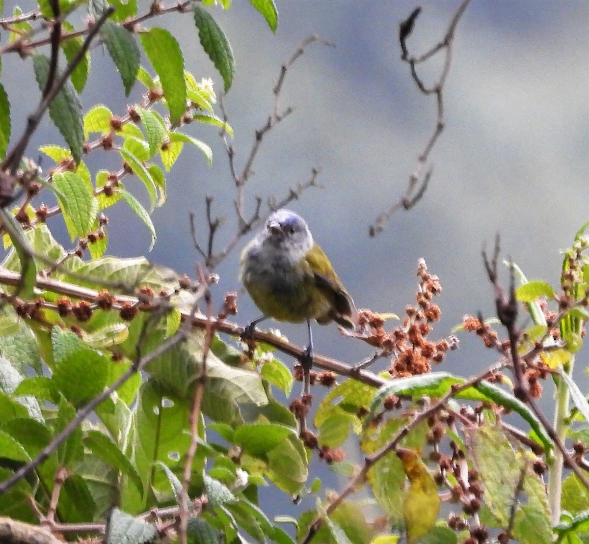 Capped Conebill - ML538414181