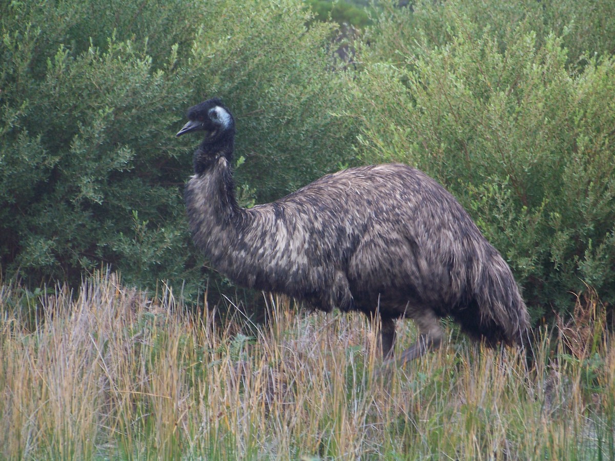Emu - ML538415541