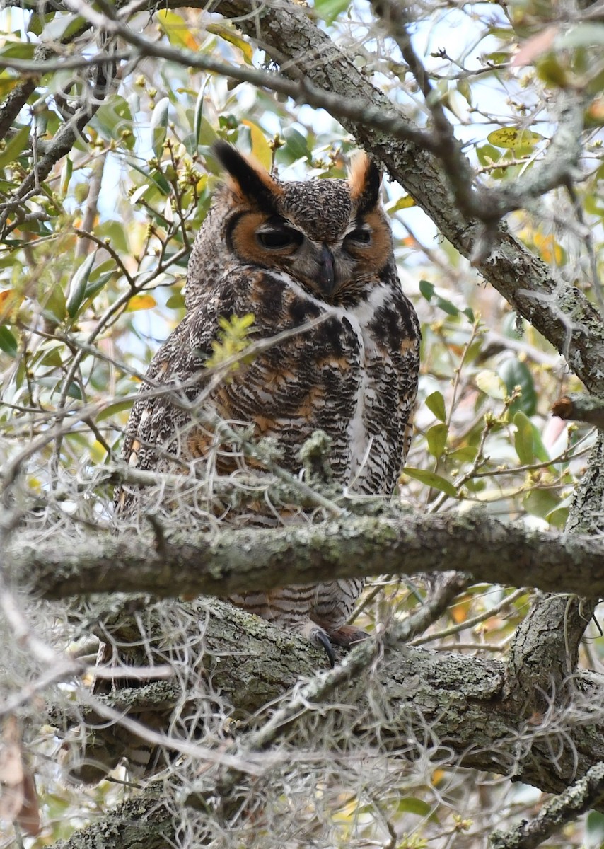 Great Horned Owl - ML538416851