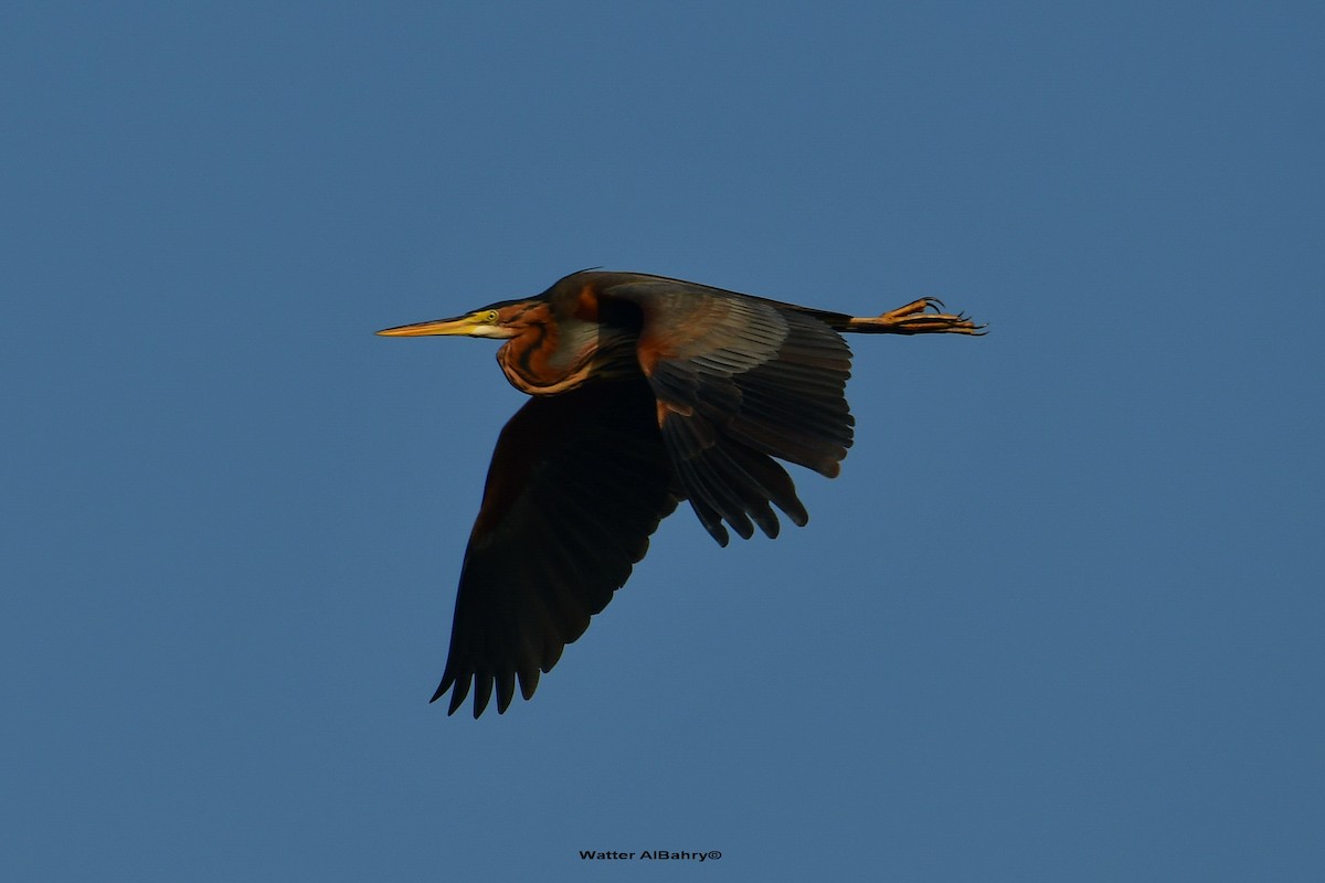 Purple Heron - Watter AlBahry