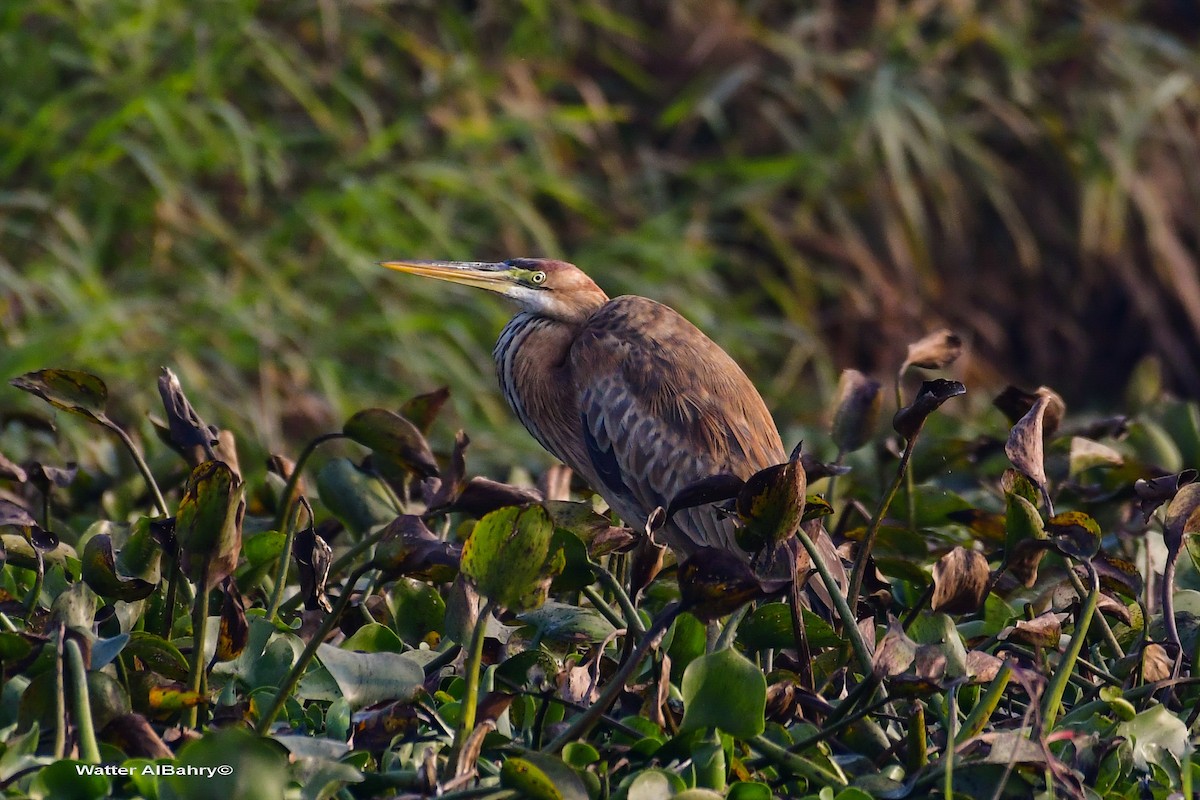 Purple Heron - Watter AlBahry