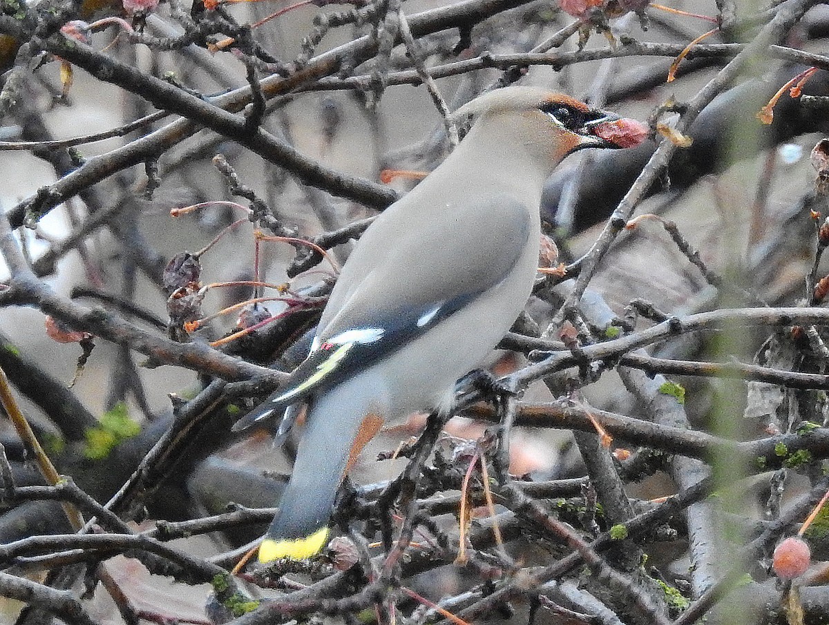 Bohemian Waxwing - ML538417871