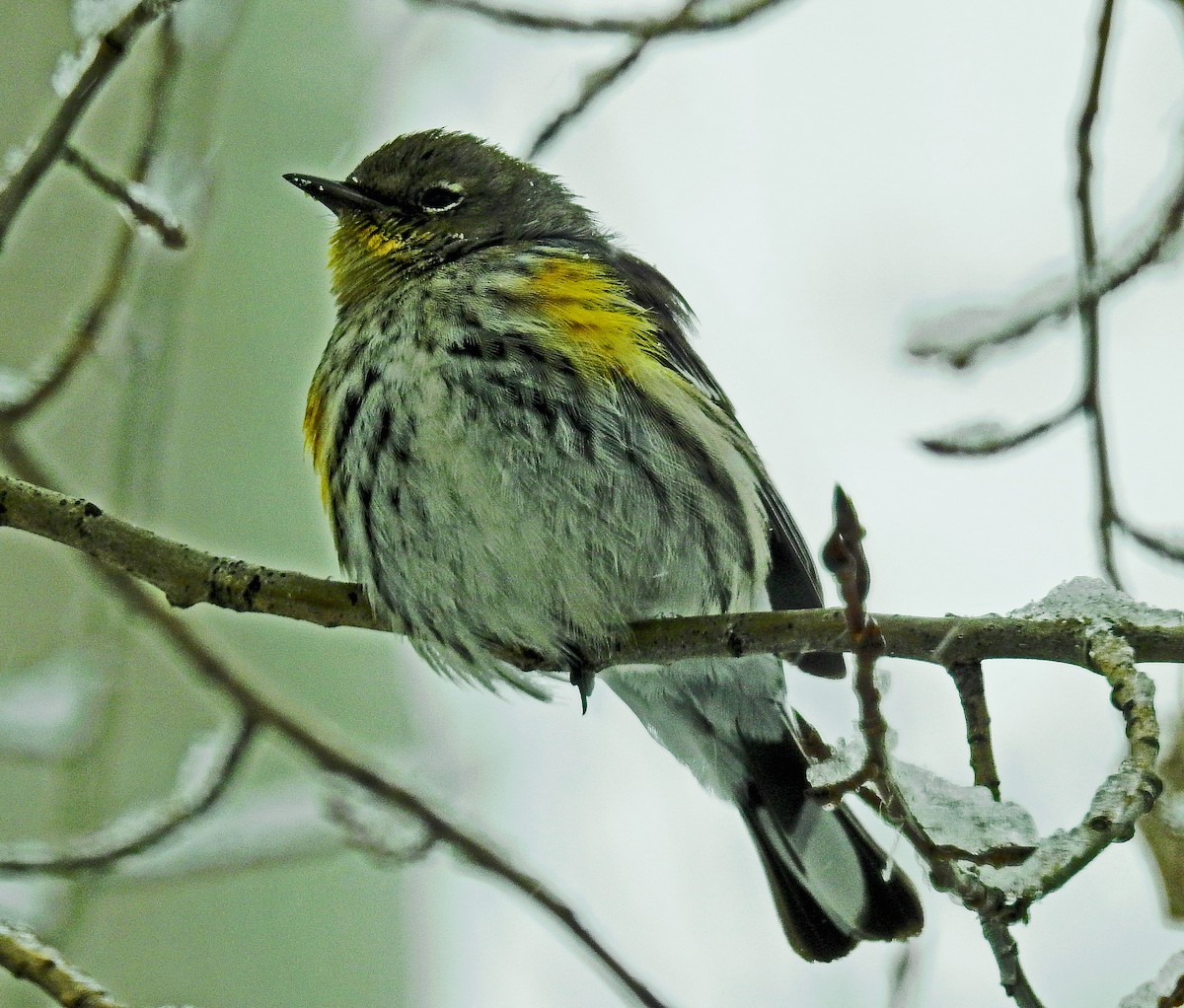 Yellow-rumped Warbler - ML538418091