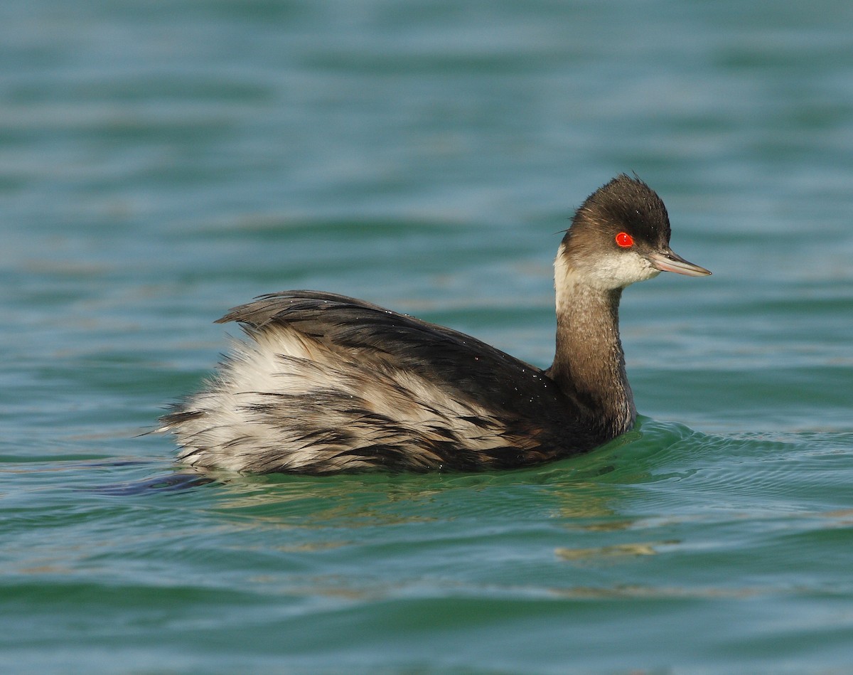 Eared Grebe - ML538418191