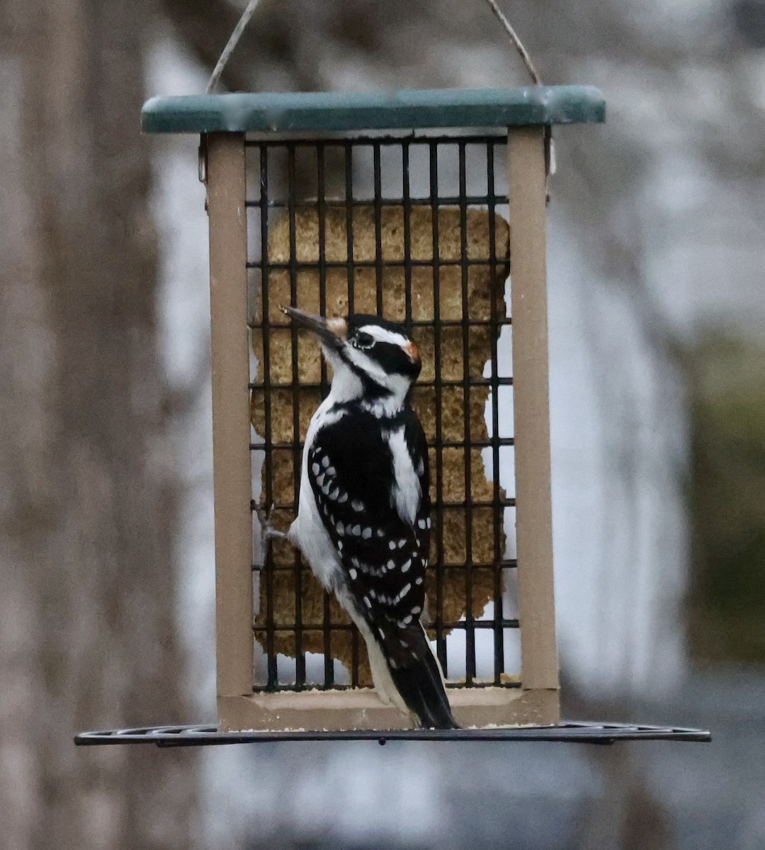 Hairy Woodpecker - ML538418281