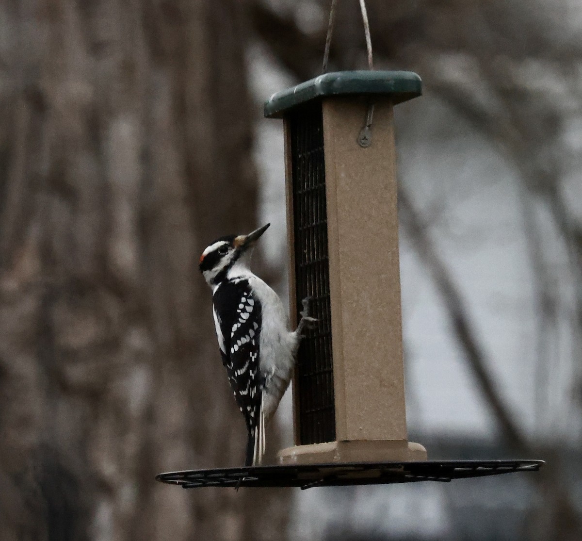 Hairy Woodpecker - ML538418291