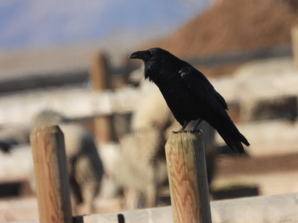 Common Raven - ML538418451