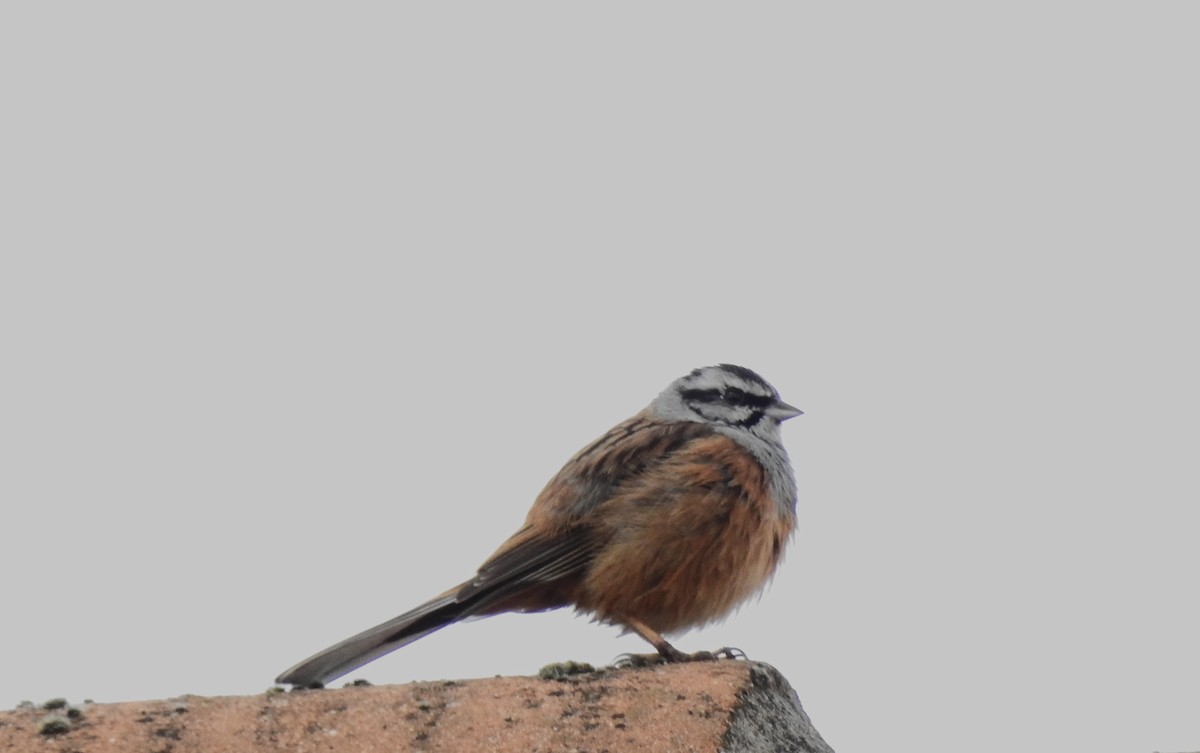 Rock Bunting - Pedro Bravo