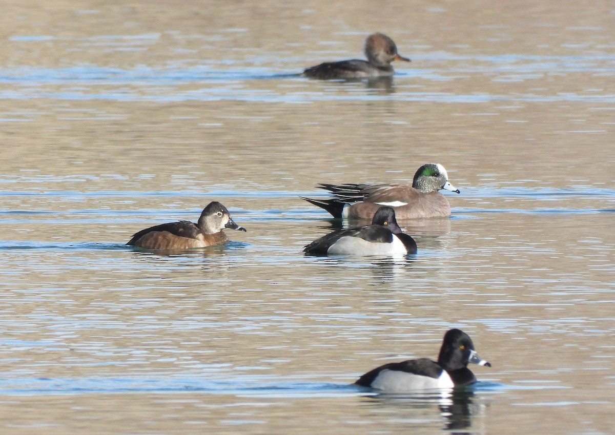 Canard d'Amérique - ML538418581