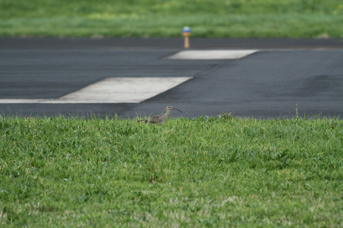 Regenbrachvogel (hudsonicus) - ML538418971