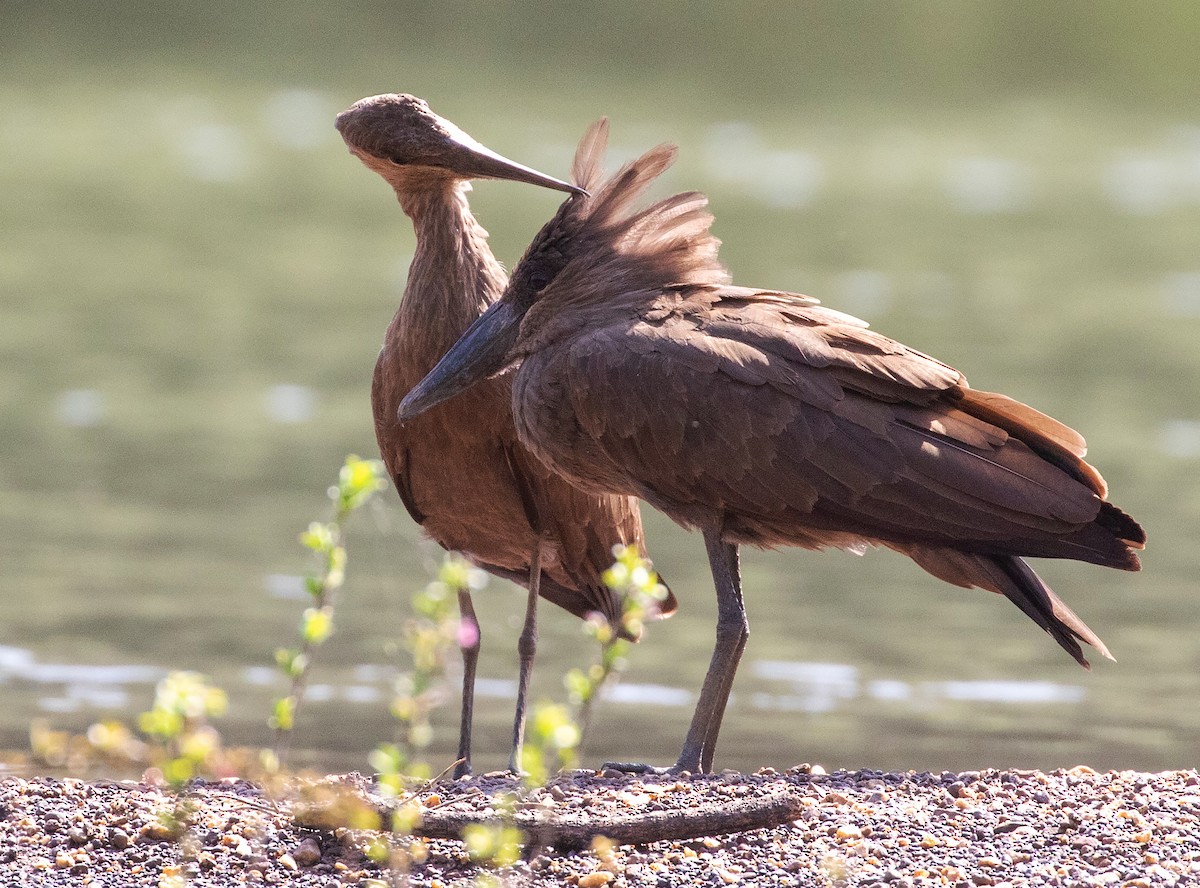 Hamerkop - ML538419671