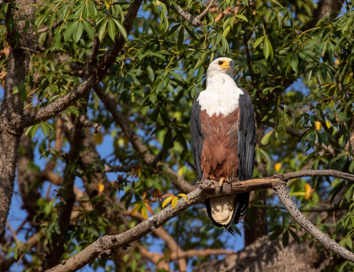 African Fish-Eagle - ML538420291