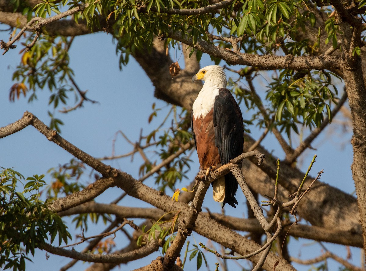 African Fish-Eagle - ML538420361