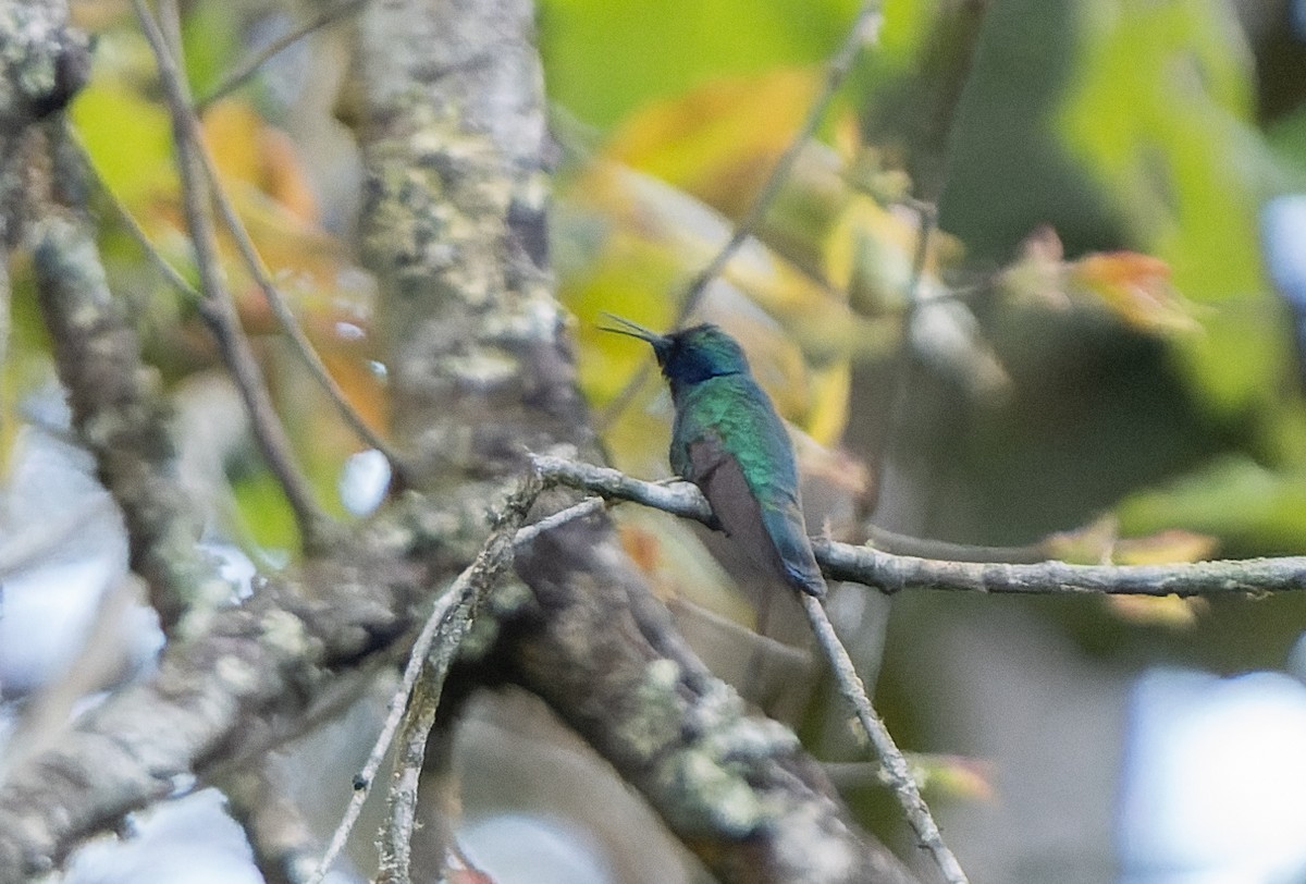 Mexican Violetear - ML538420771