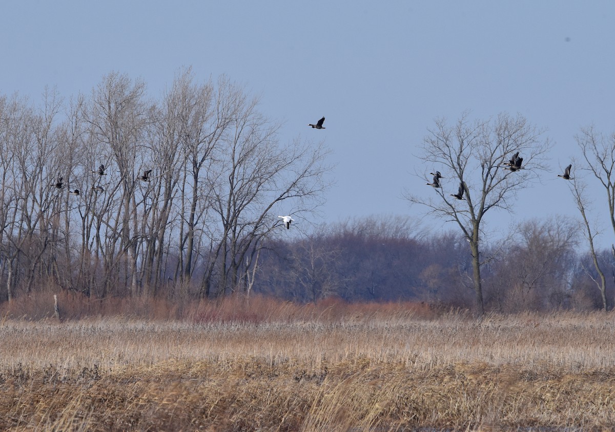 Greater White-fronted Goose - Alecia Gorski