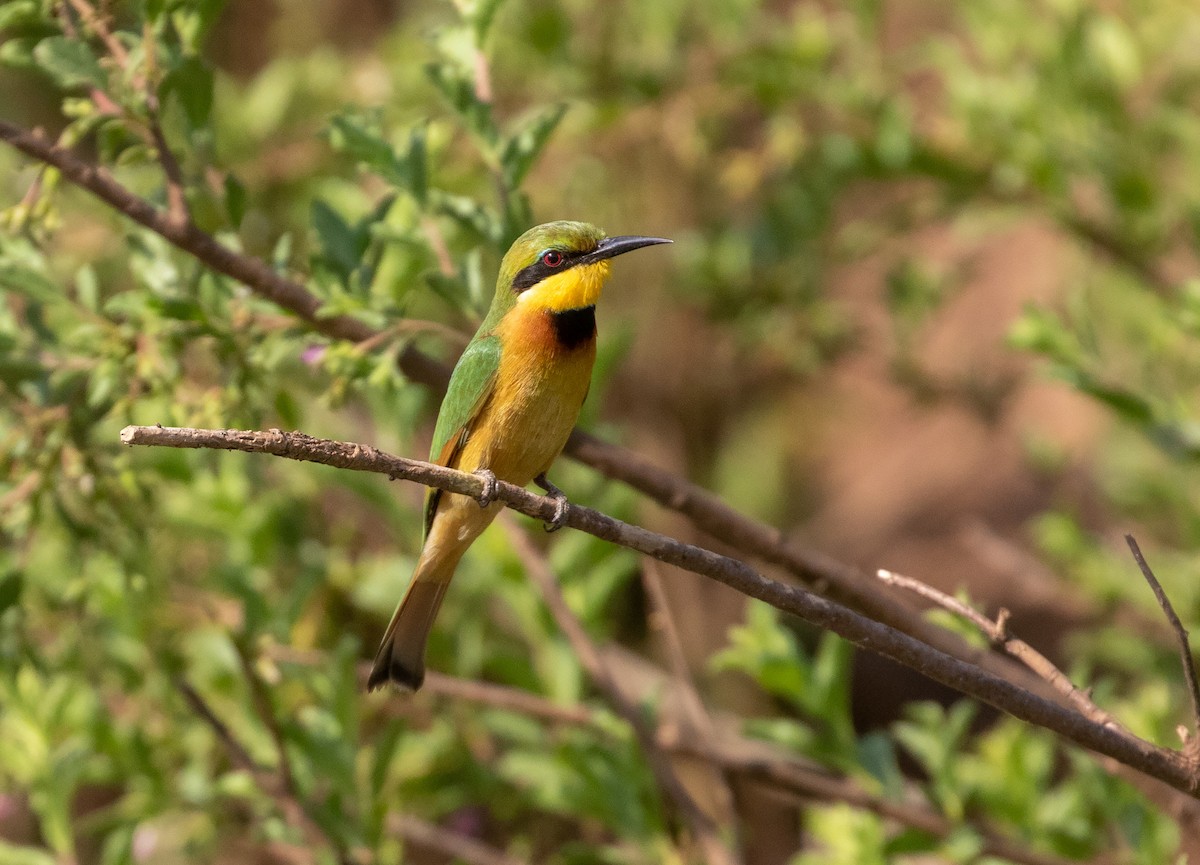 Little Bee-eater - ML538421871
