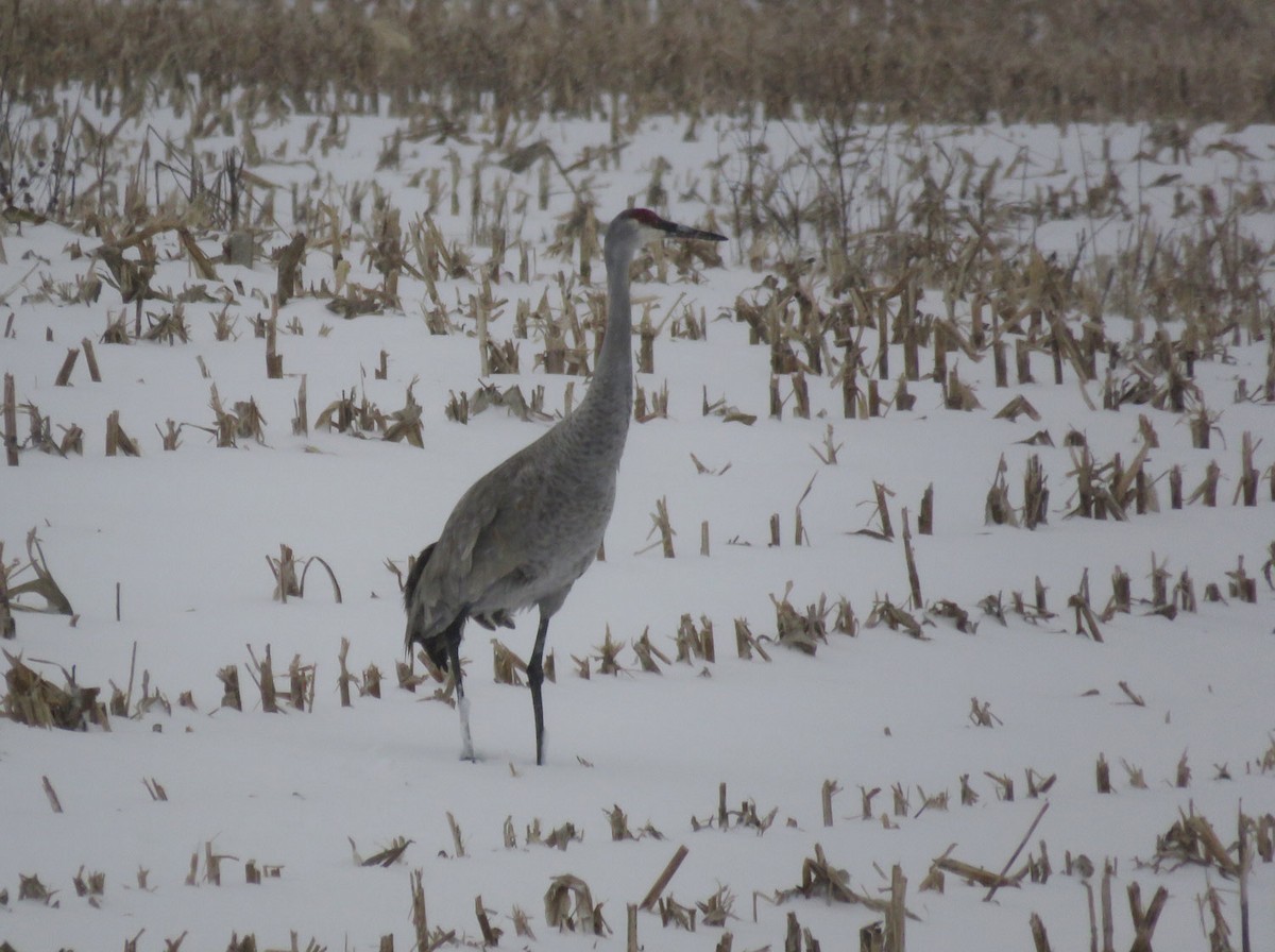 Sandhill Crane - ML538422541