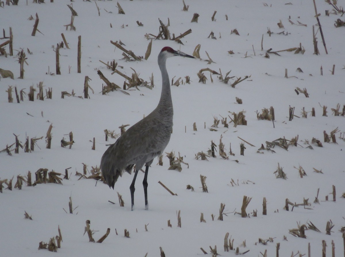 Grulla Canadiense - ML538422551