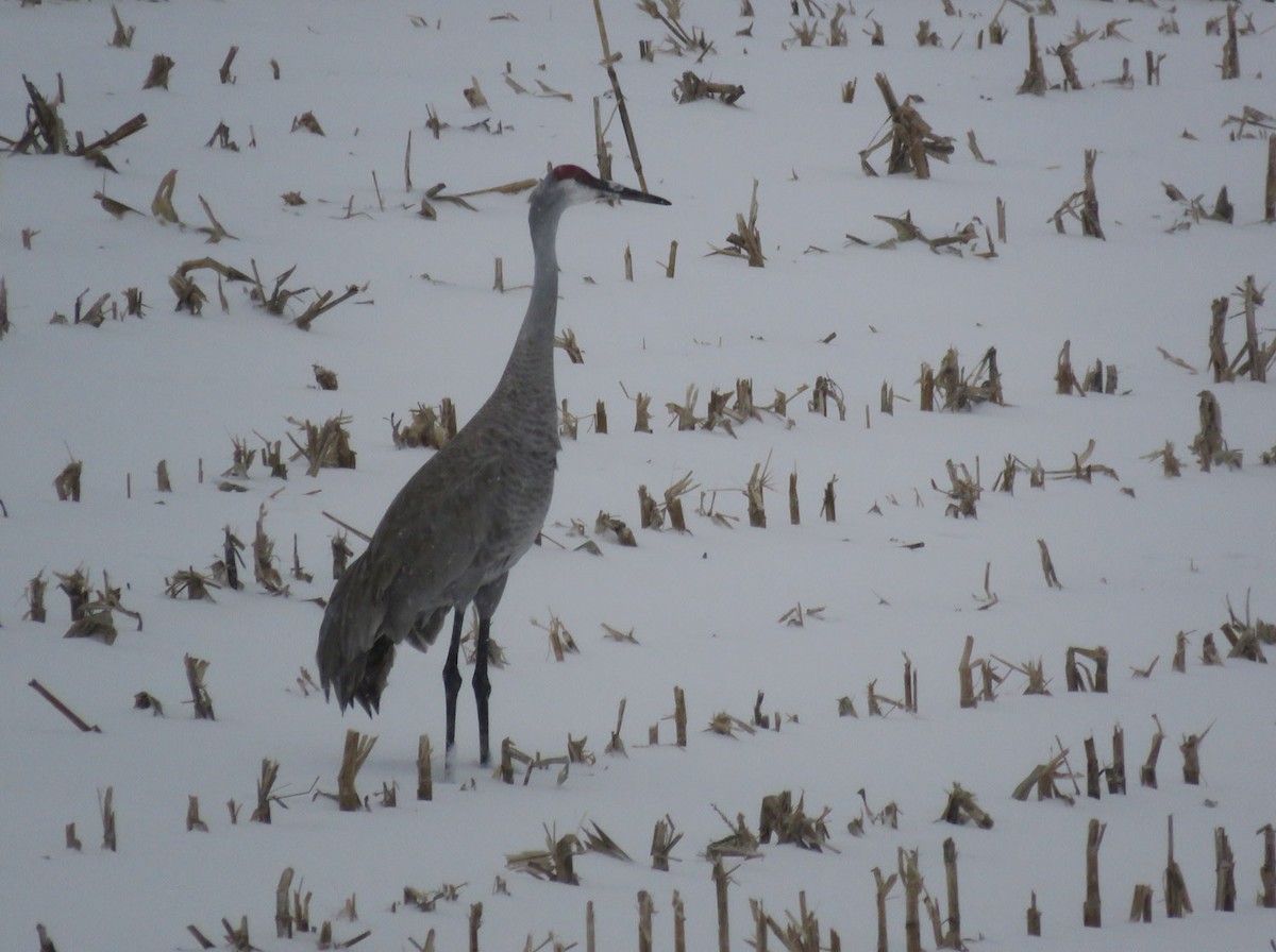 Sandhill Crane - ML538422741