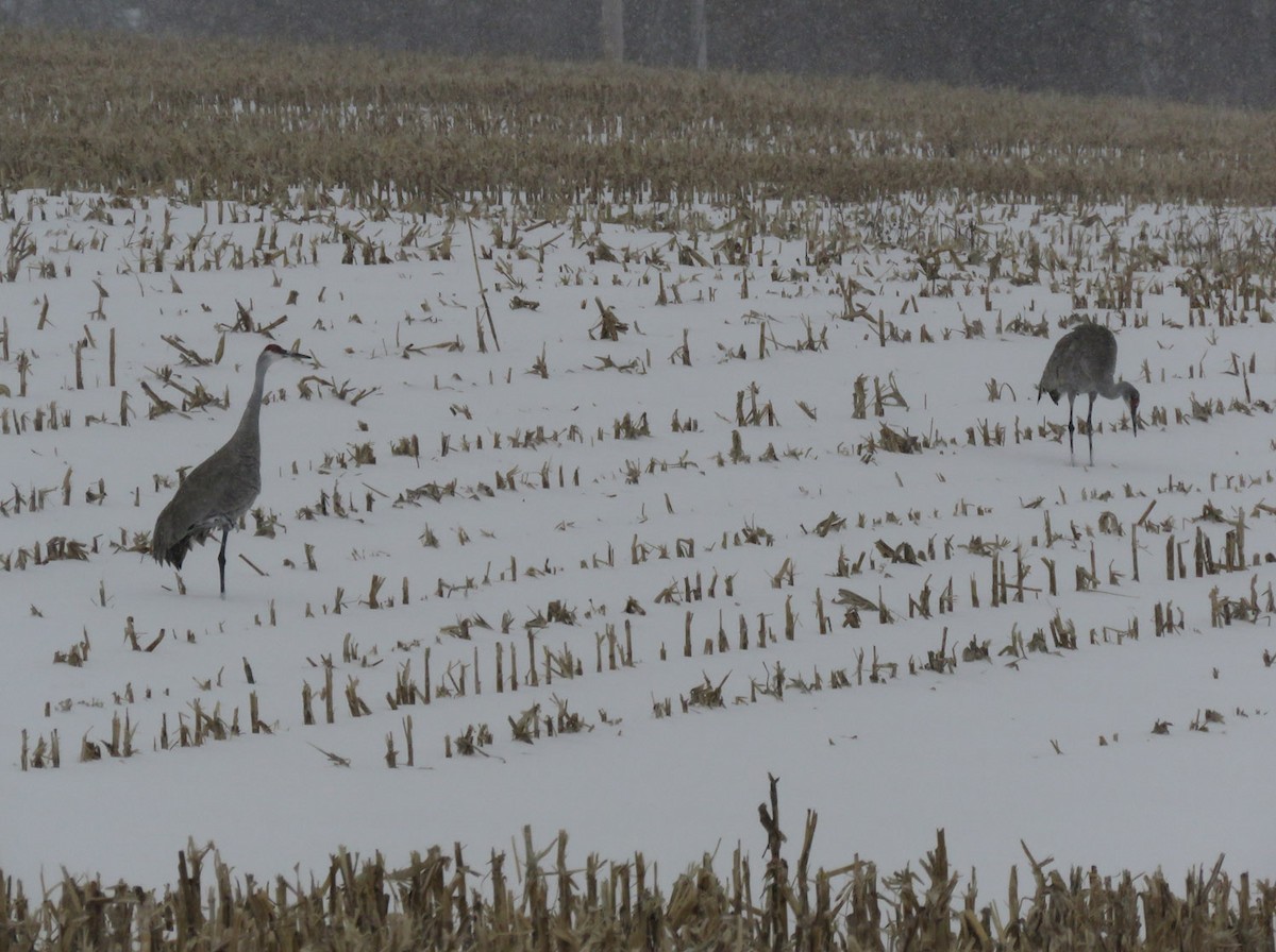 Sandhill Crane - Thomas Schultz