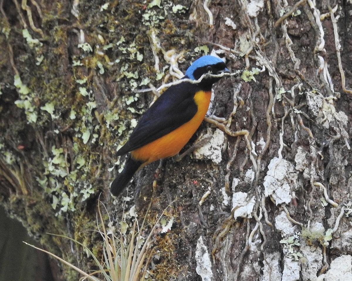 Golden-rumped Euphonia - ML538422921