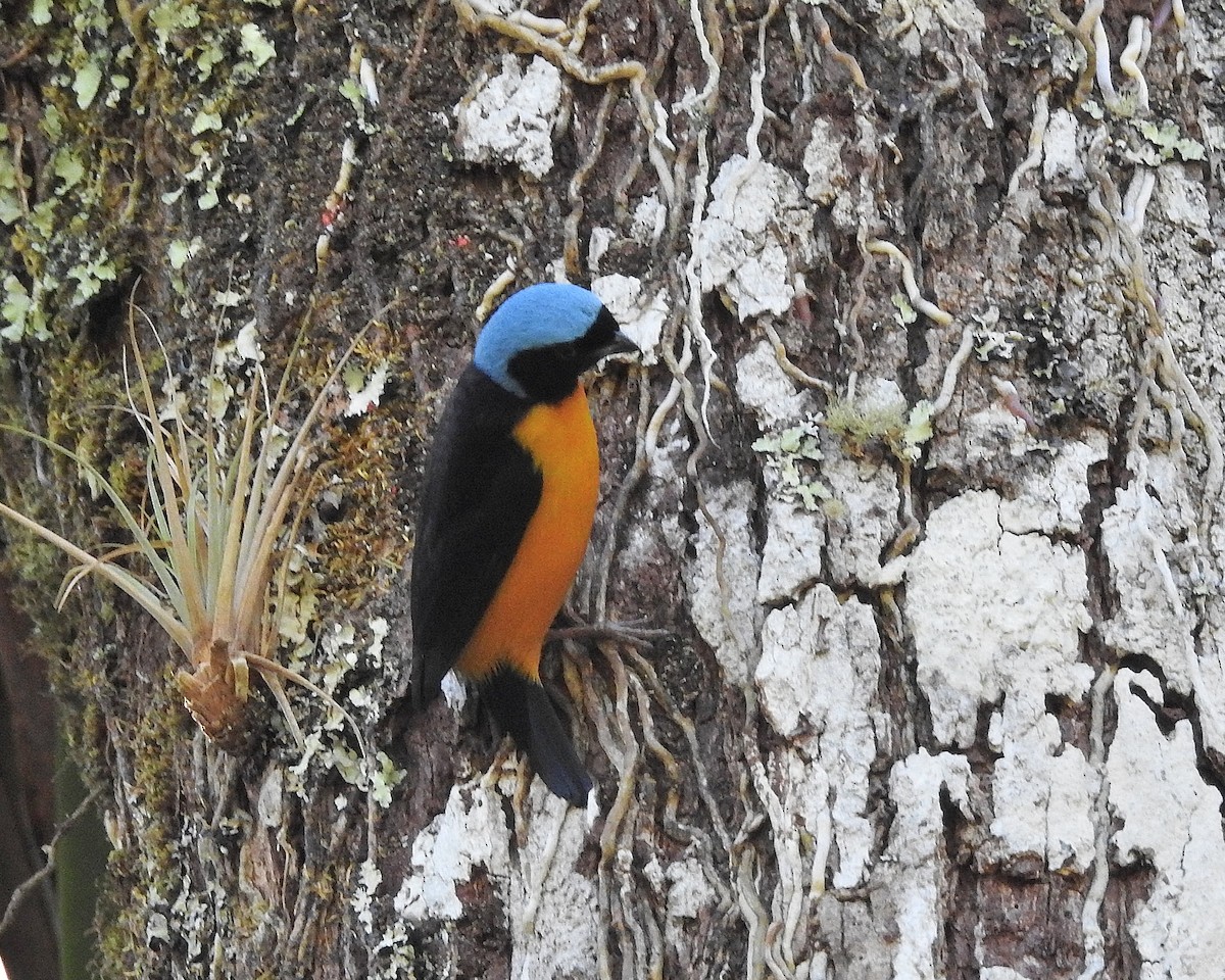 Golden-rumped Euphonia - Tania Aguirre