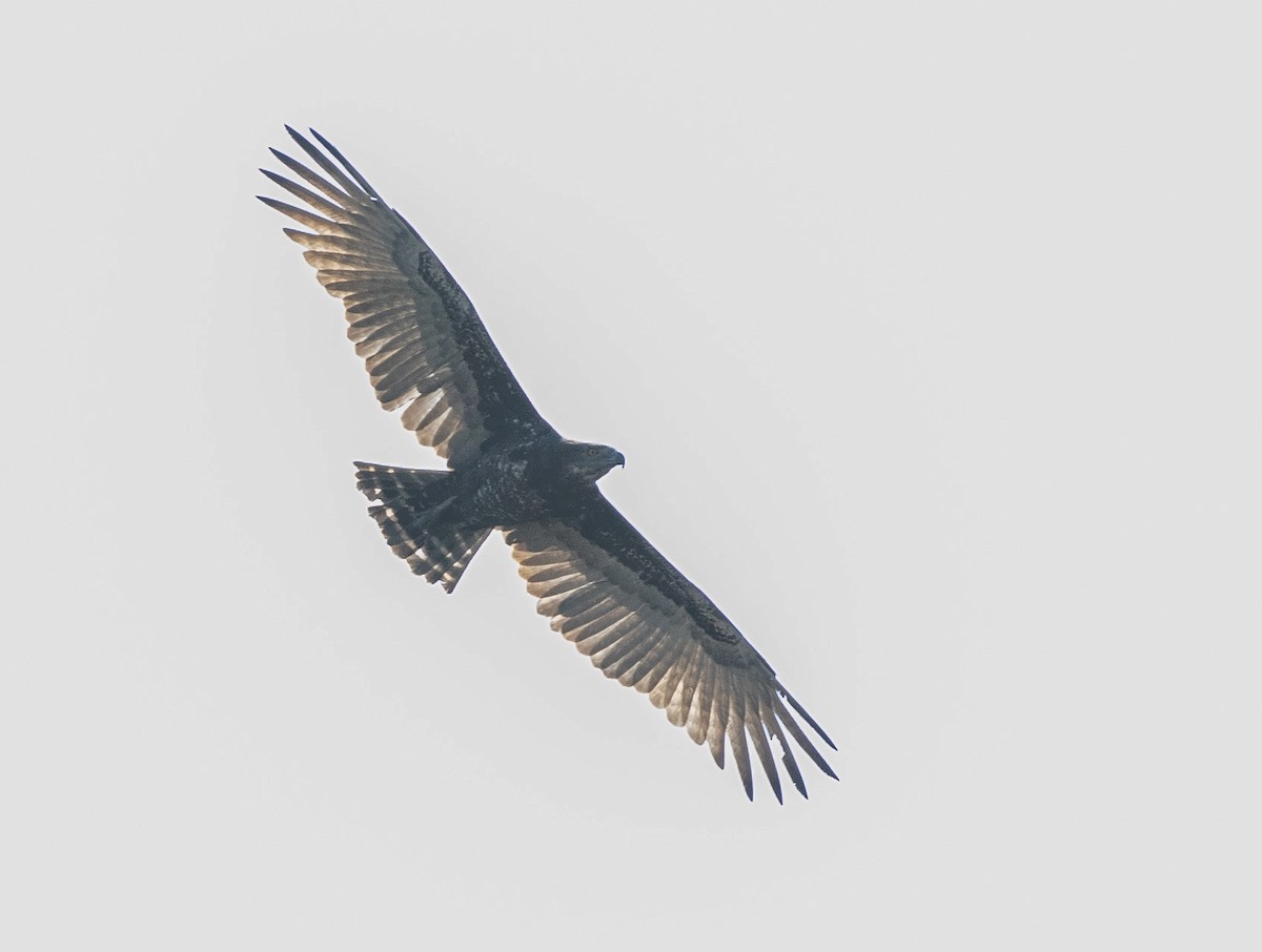 African Hawk-Eagle - ML538424061