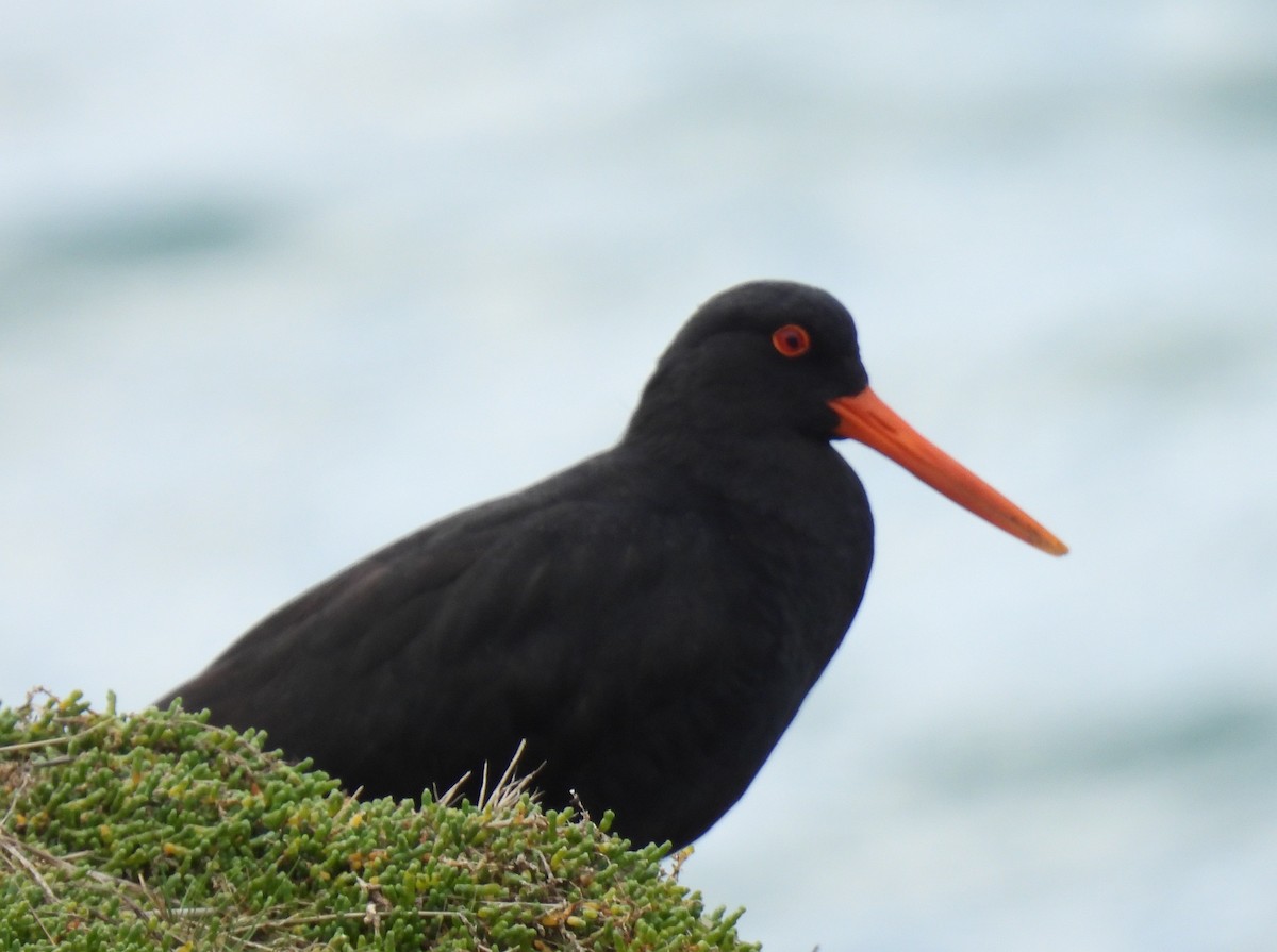 Variable Oystercatcher - ML538424661