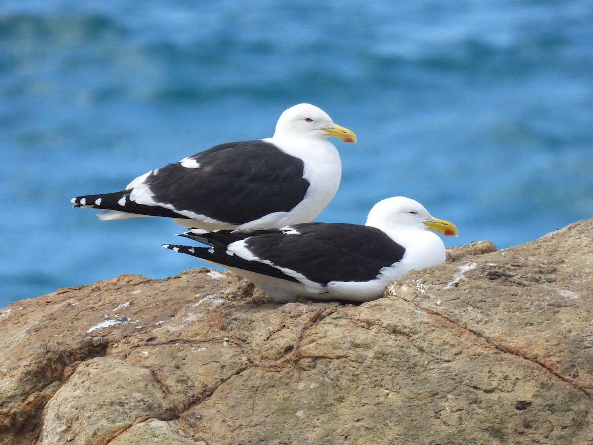 Kelp Gull - ML538424871