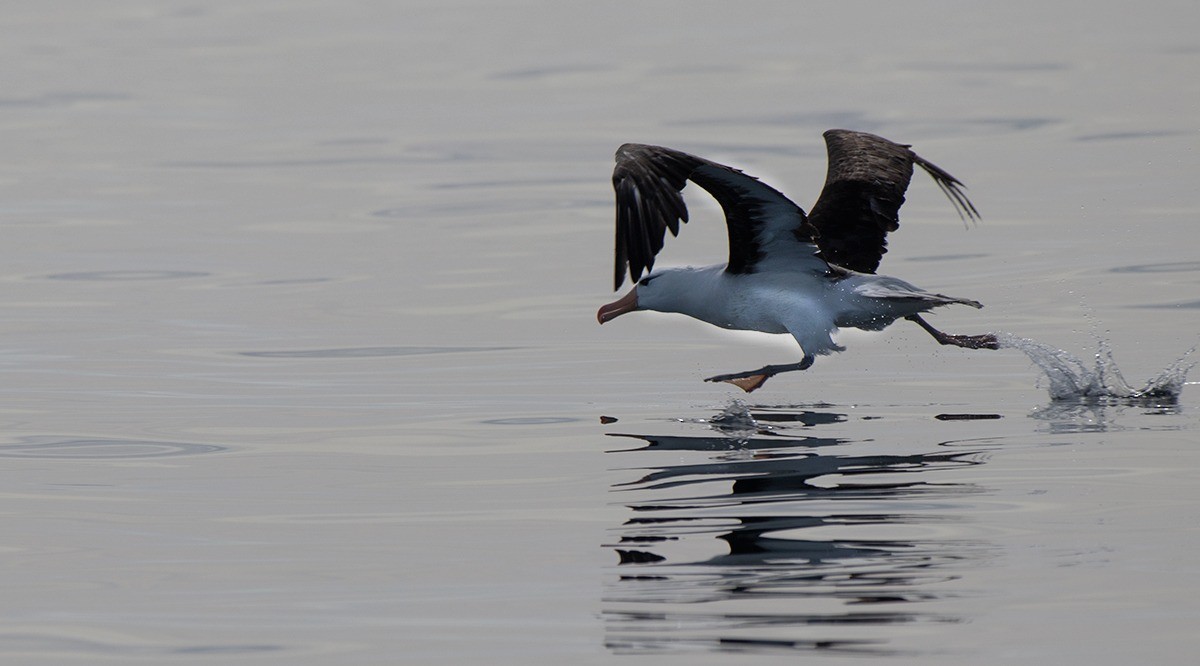 Black-browed Albatross - ML538425181