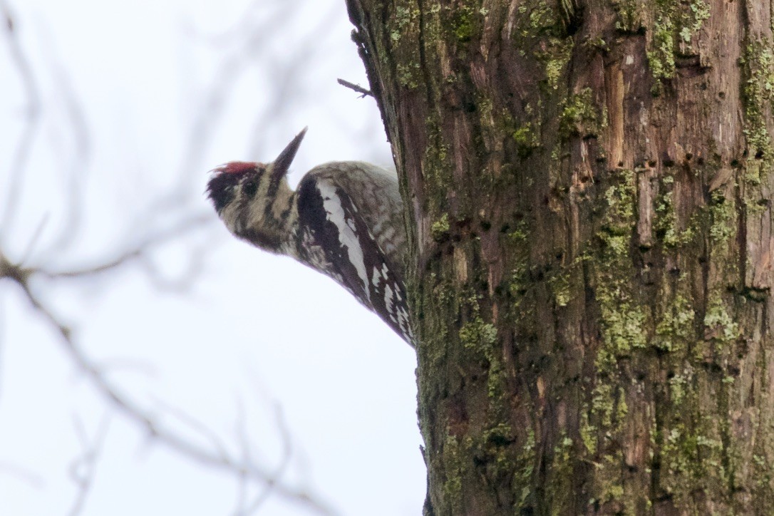 Yellow-bellied Sapsucker - Jon Isacoff