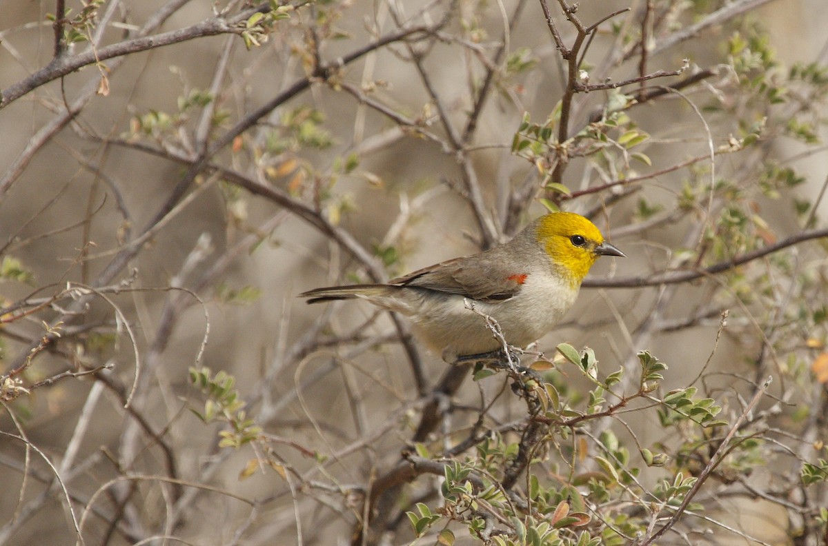 Verdin - Charles Hathcock