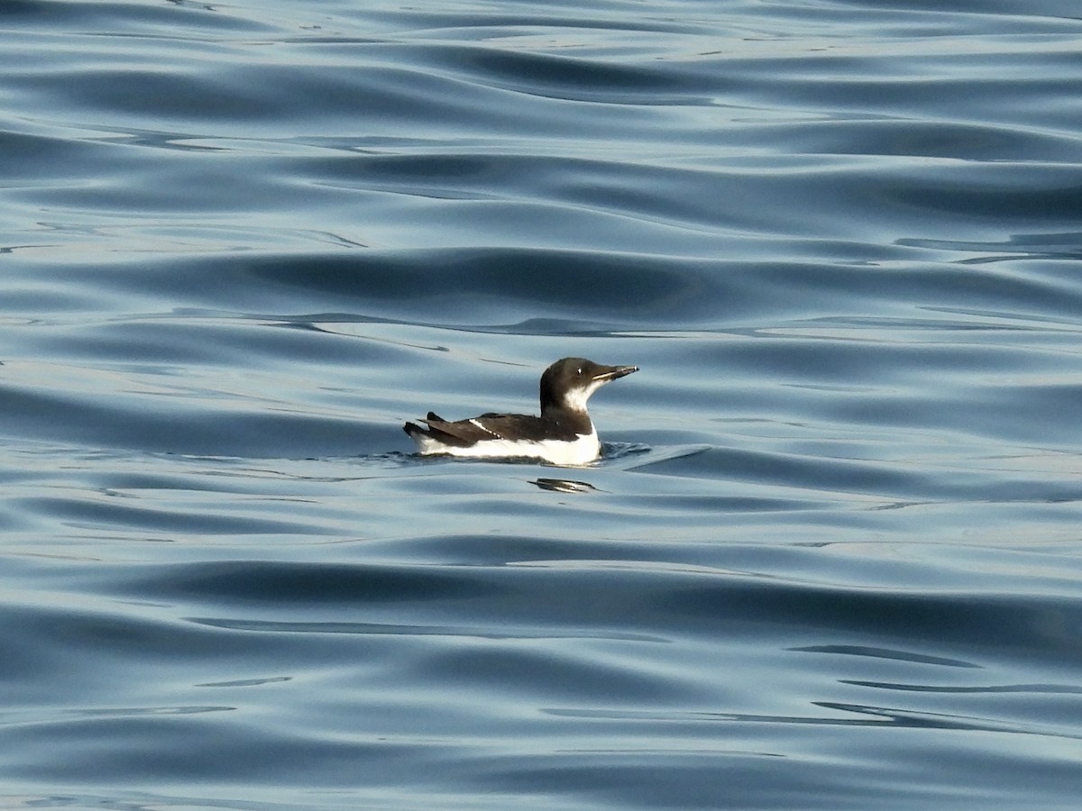 Thick-billed Murre - ML538427491