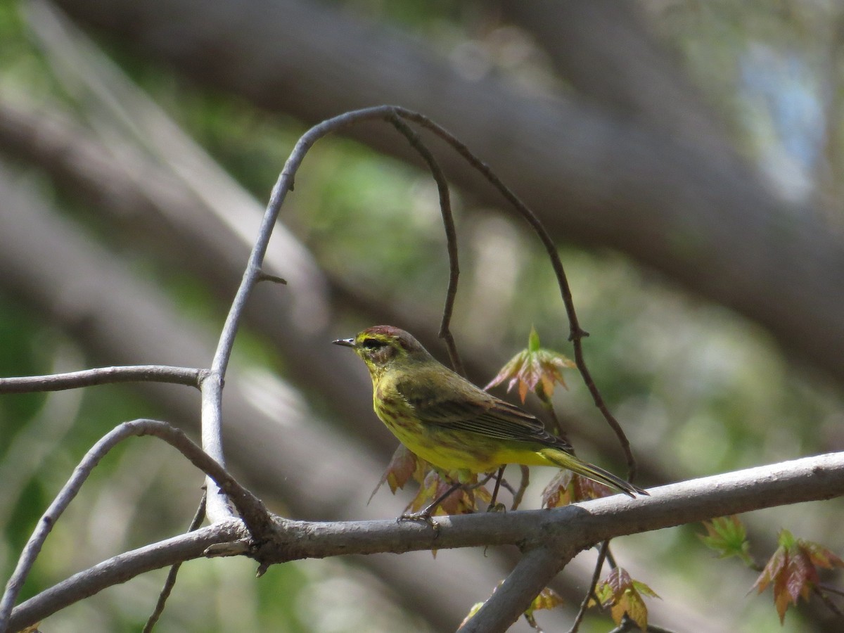 Palm Warbler - ML53842761