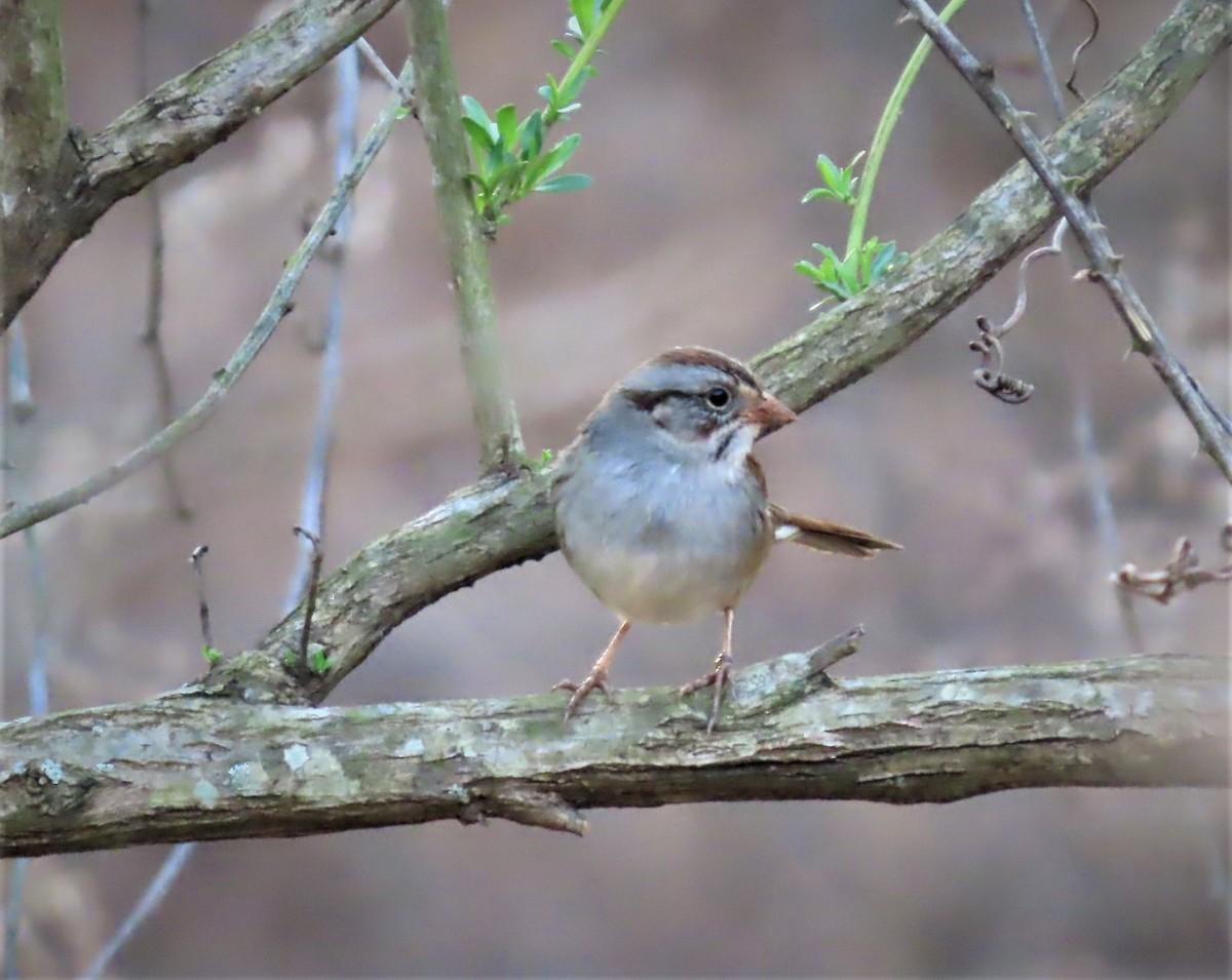 Swamp Sparrow - ML538430241