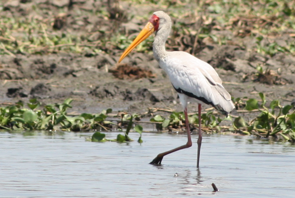 Yellow-billed Stork - ML538430531