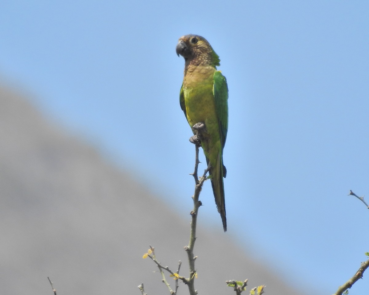 Brown-throated Parakeet - Tania Aguirre