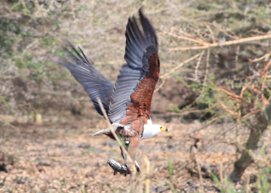 African Fish-Eagle - Pablo Tierno