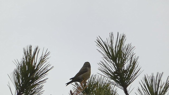 Red Crossbill - ML538431621